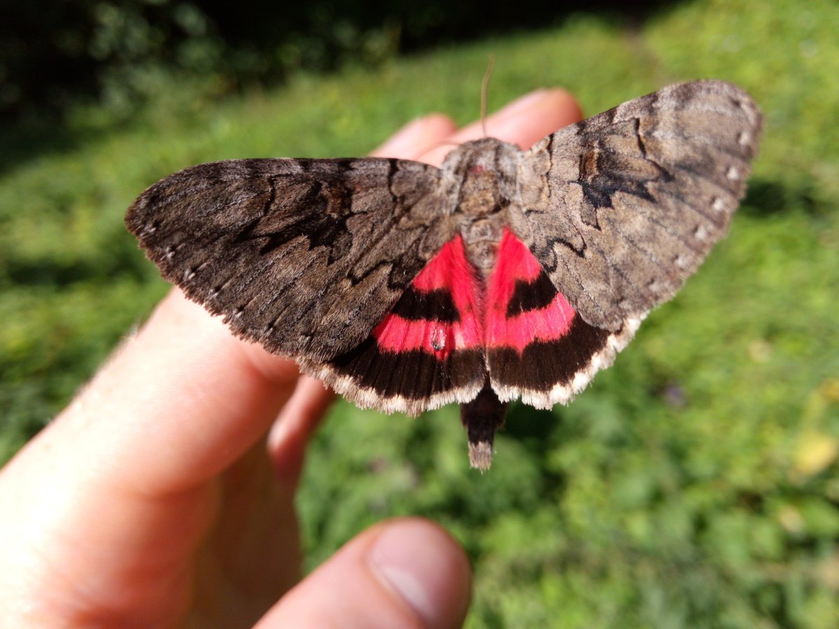 Парусник Маака бабочка