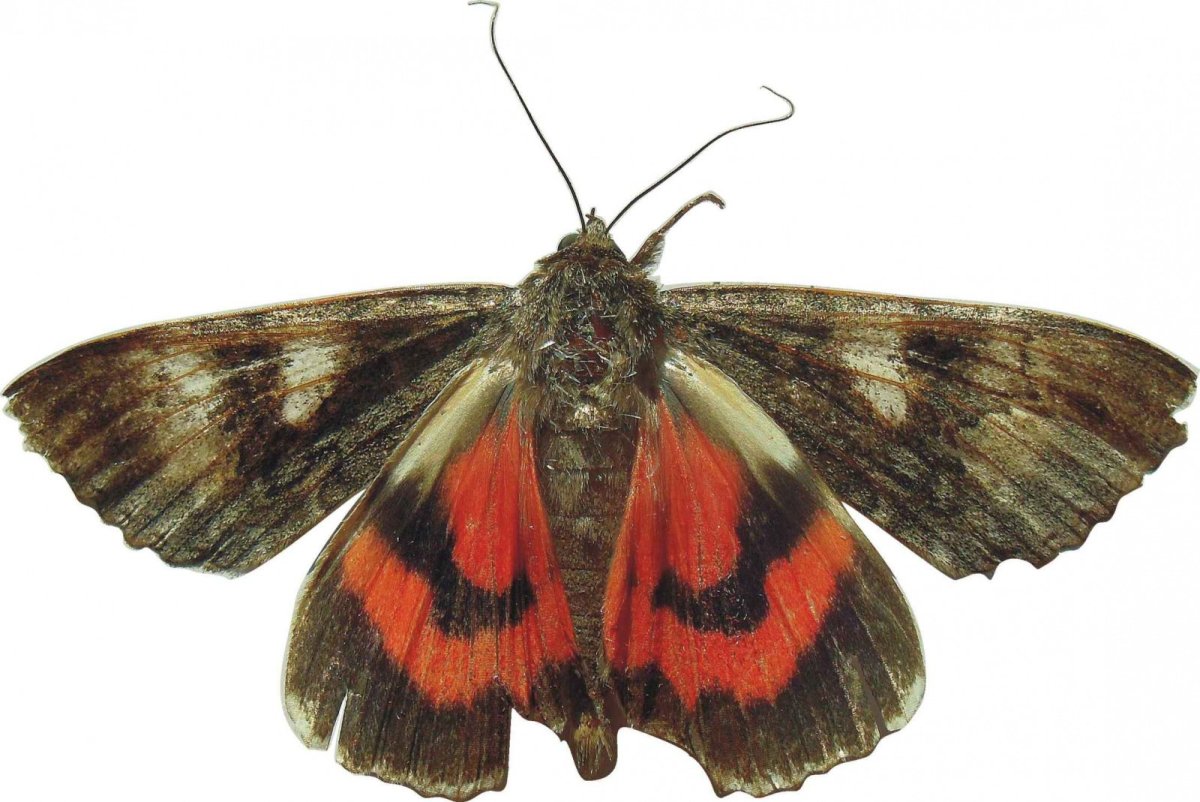 Малиновая орденская лента