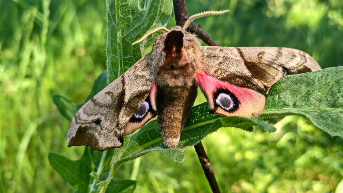 Сумеречница совка бабочка