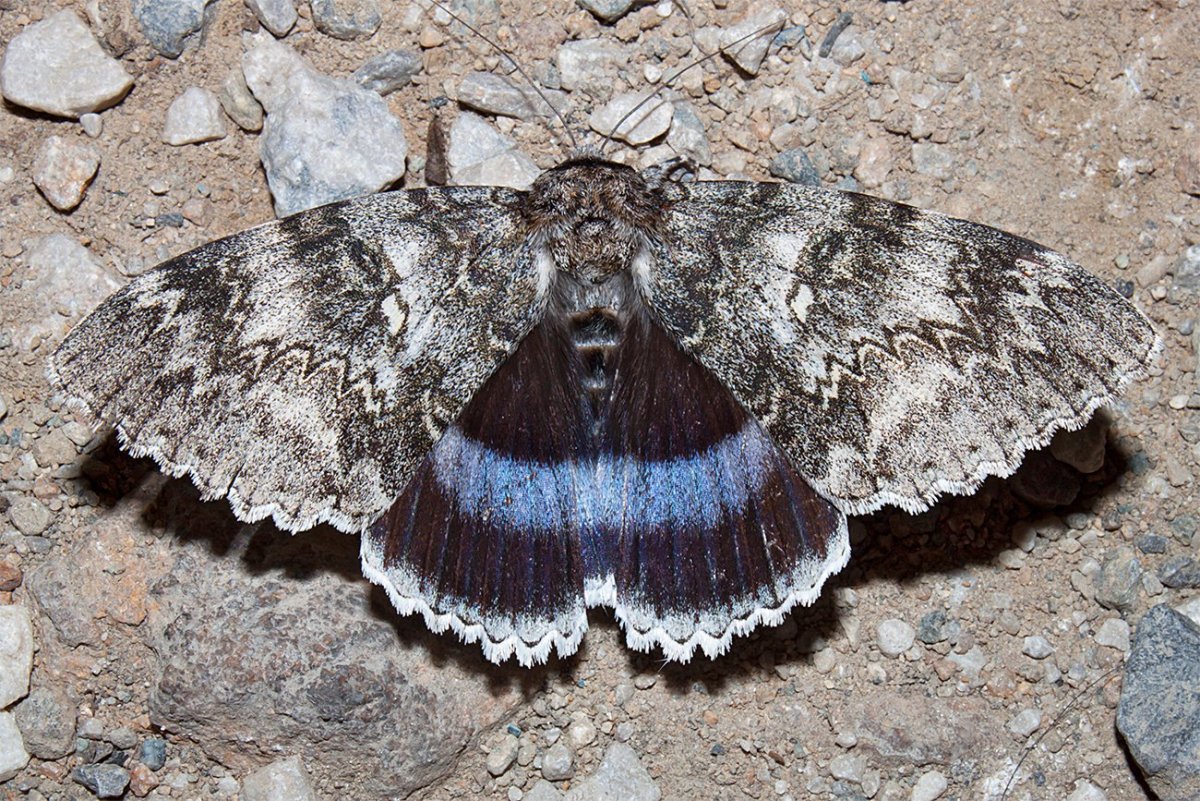 Бабочка голубая орденская лента гусеница