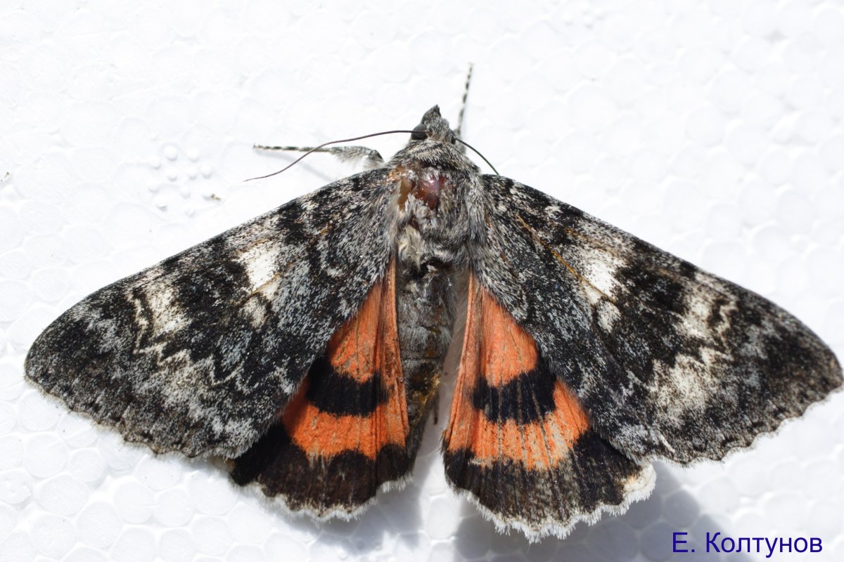 Голубая Ленточница (Catocala fraxini)