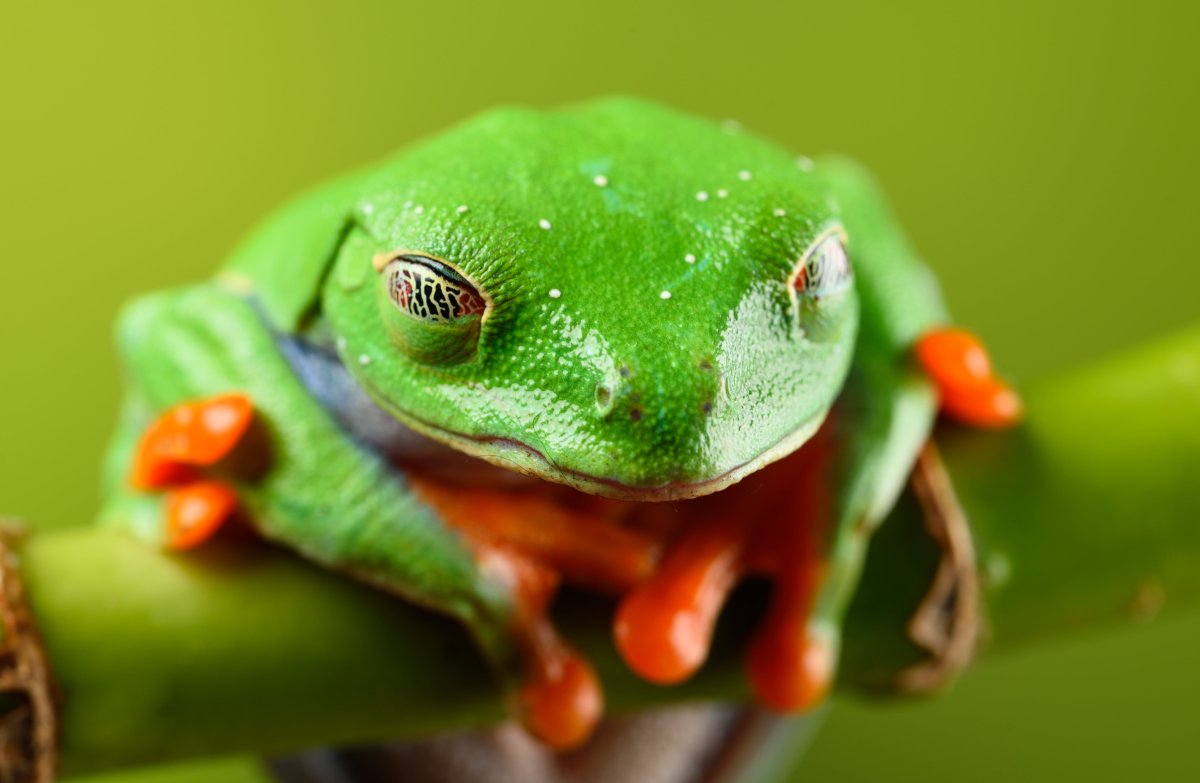 Лягушка Грин Фрог зеленая с оранжевым