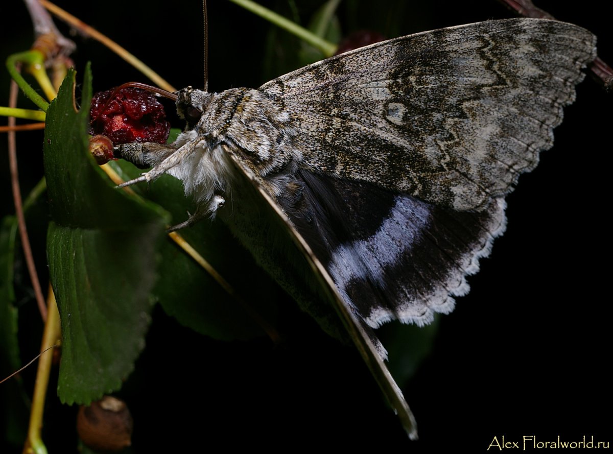 Ночная бабочка с красными крыльями