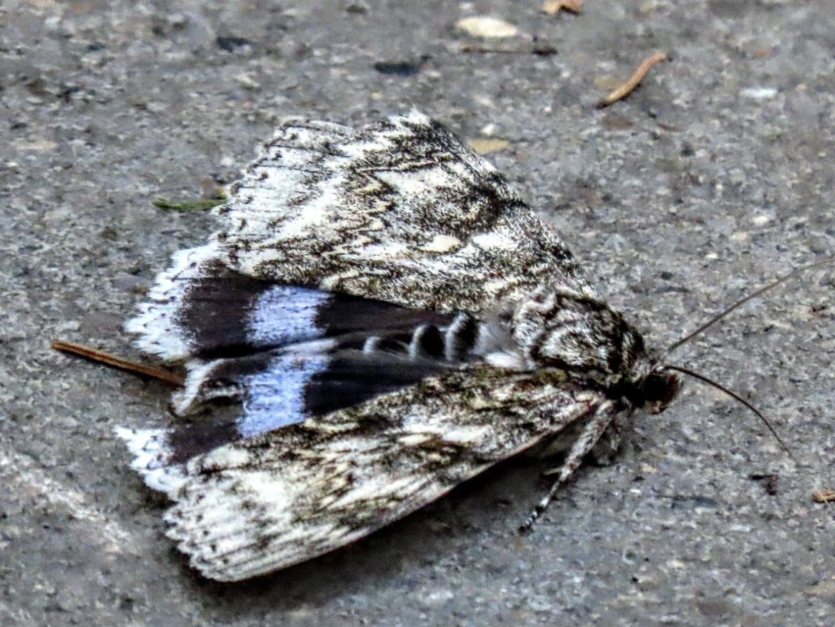 Ночная бабочка голубая орденская лента