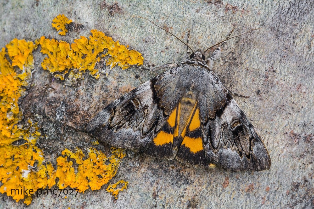 Черная ночная бабочка