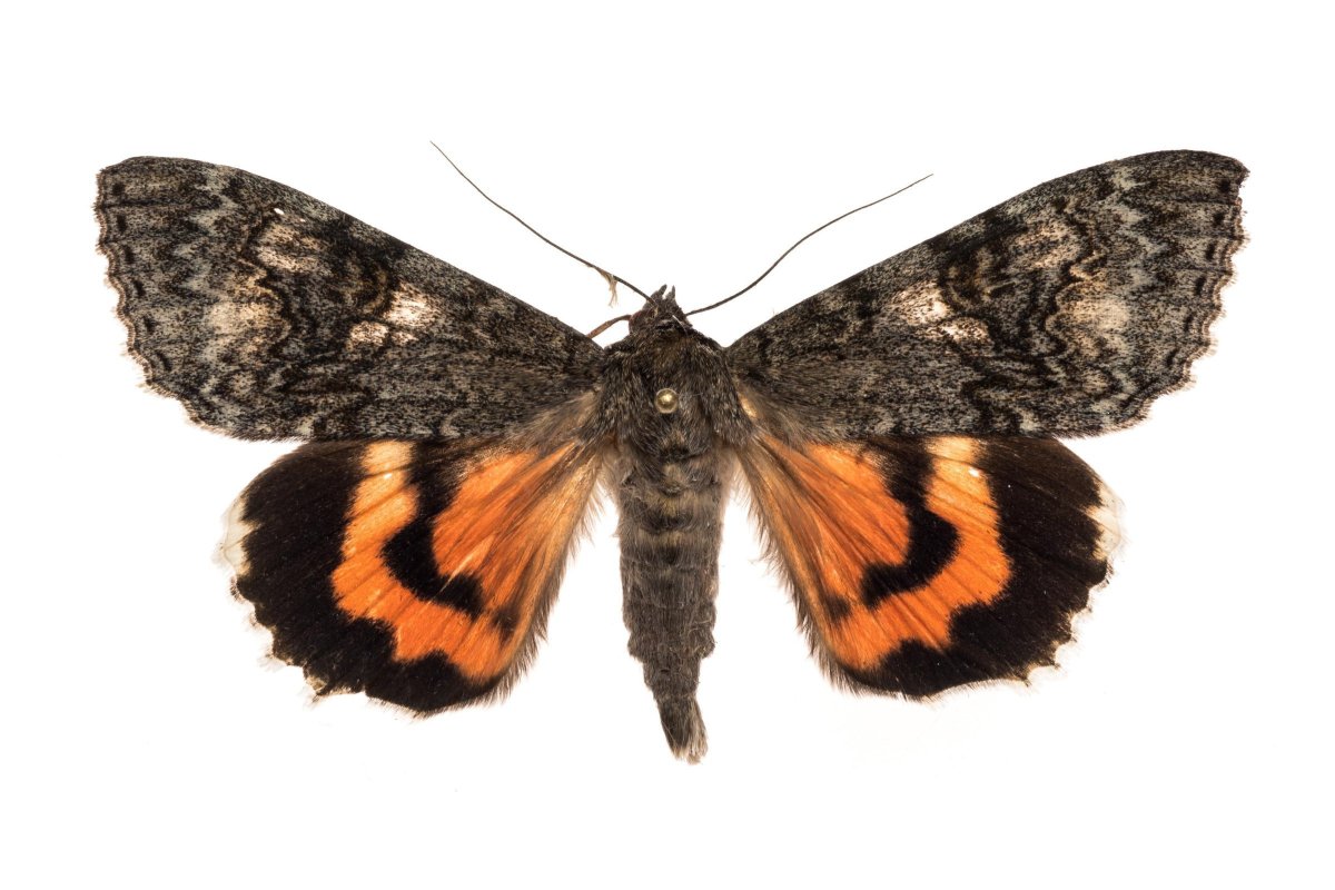 Красная орденская лента бабочка