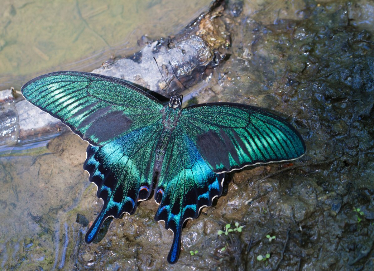 Голубая Ленточница бабочка