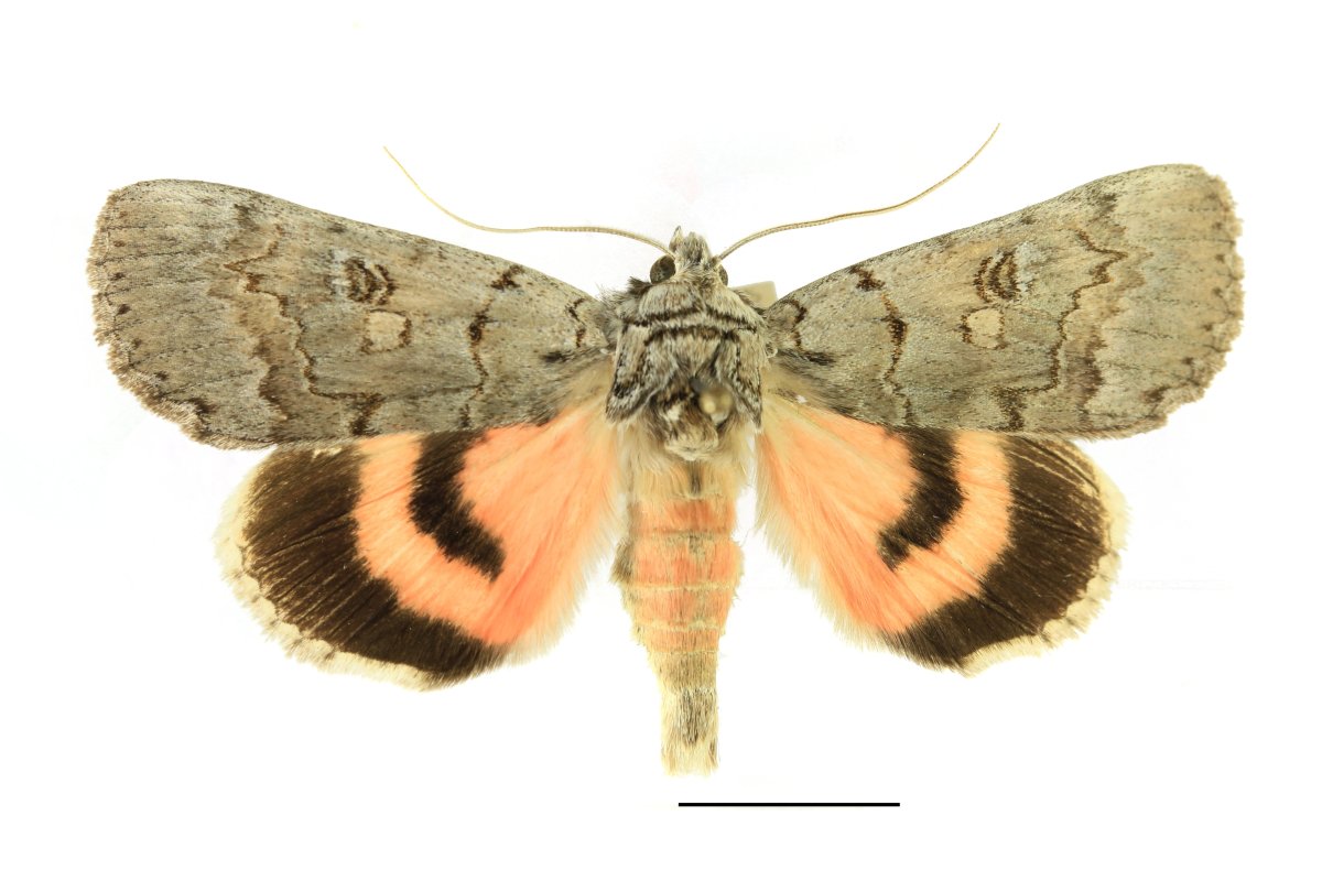 Ленточница розовая бабочка