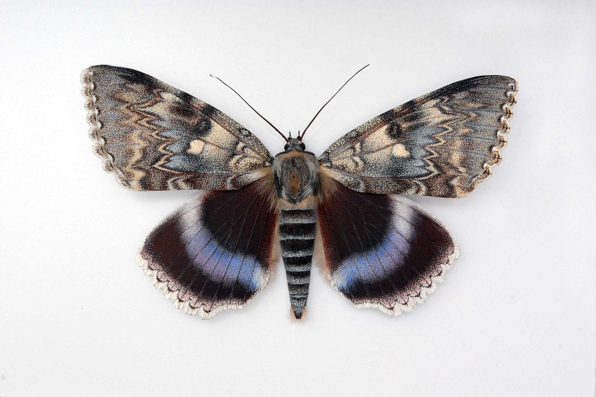 Лента орденская голубая Catocala fraxini