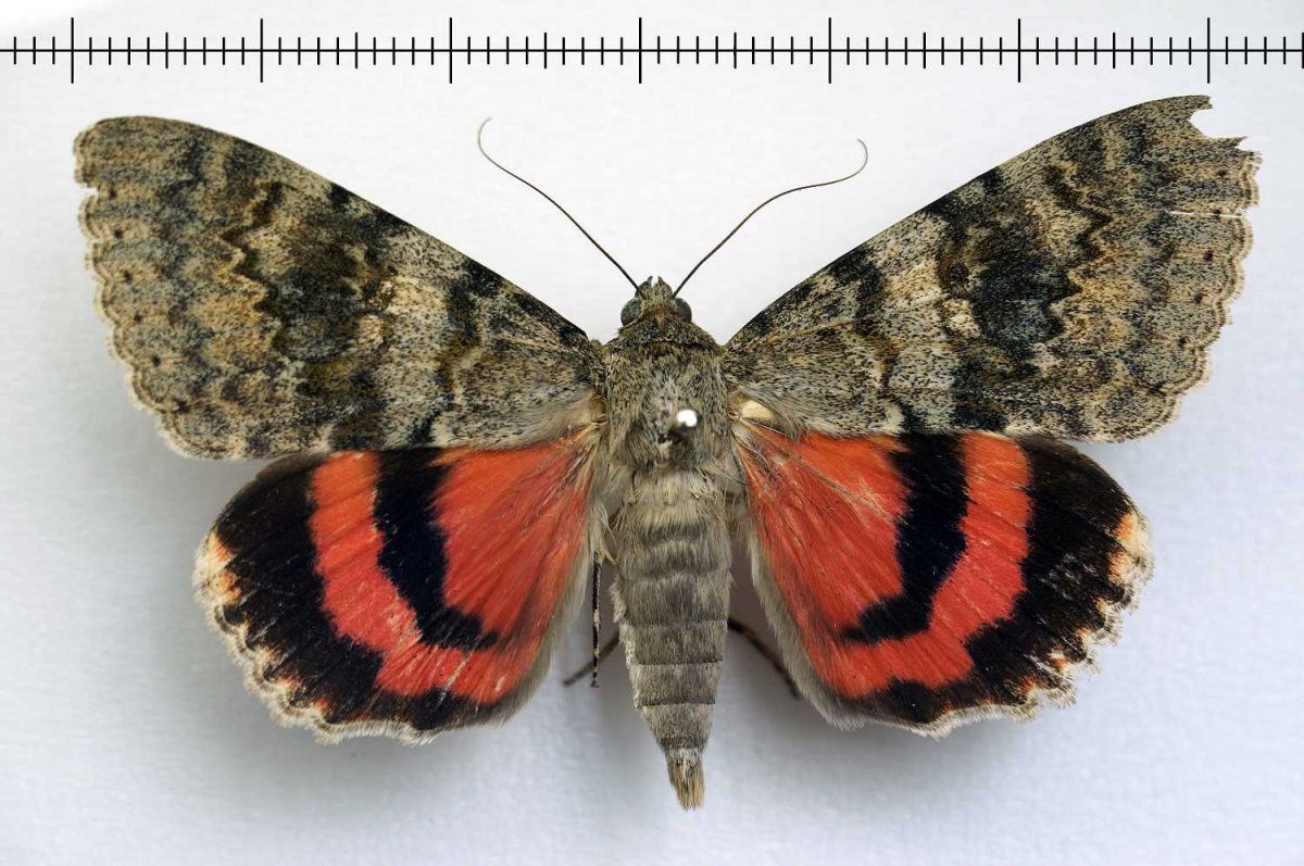 Медведица красноточечная