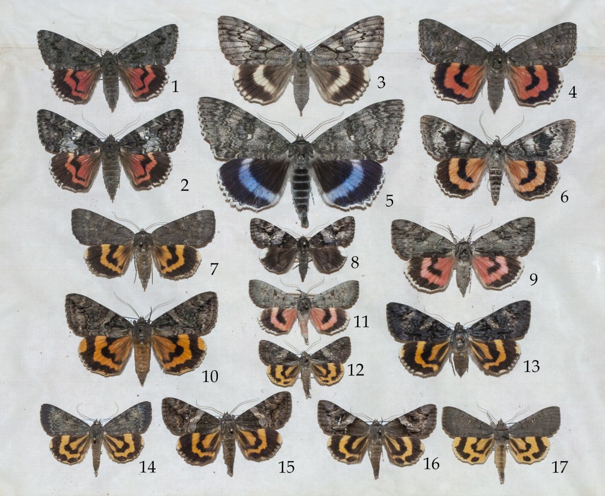 Ночные мотыльки Подмосковья