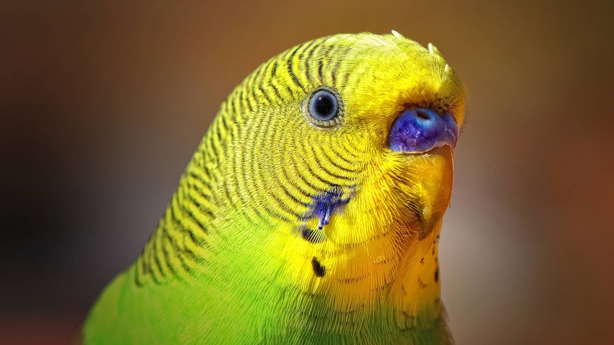 Желтоголовый волнистый попугай