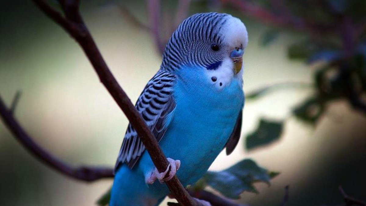 Членистые попугайчики