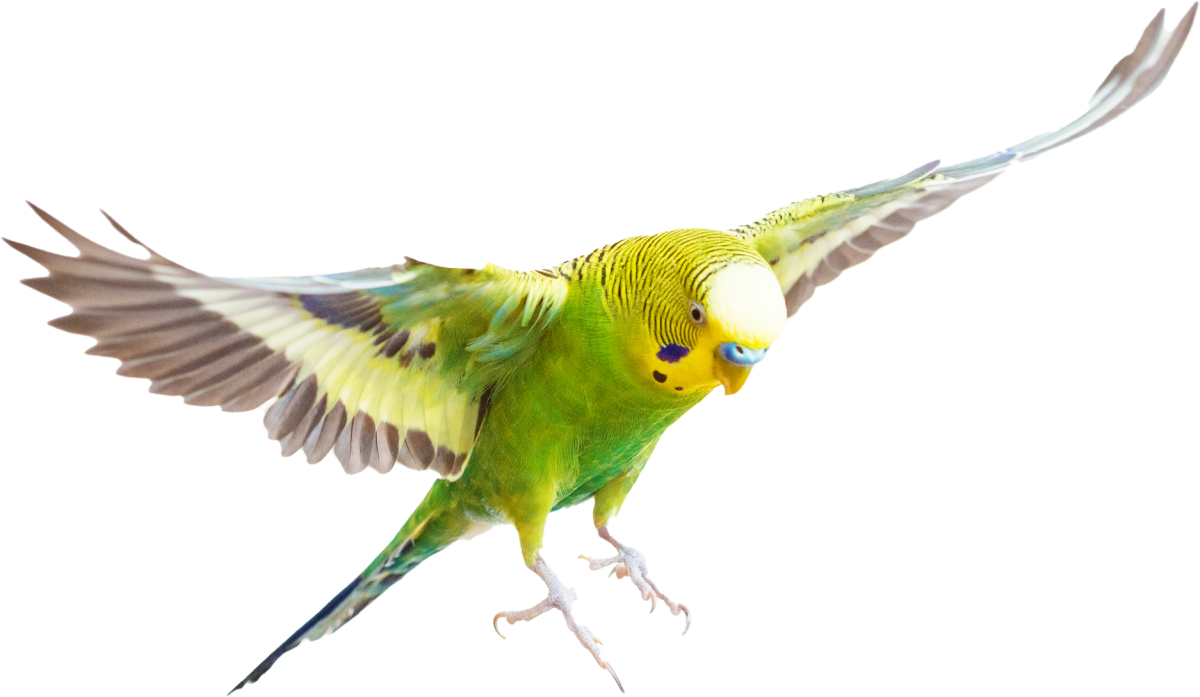 Budgie Flying Front
