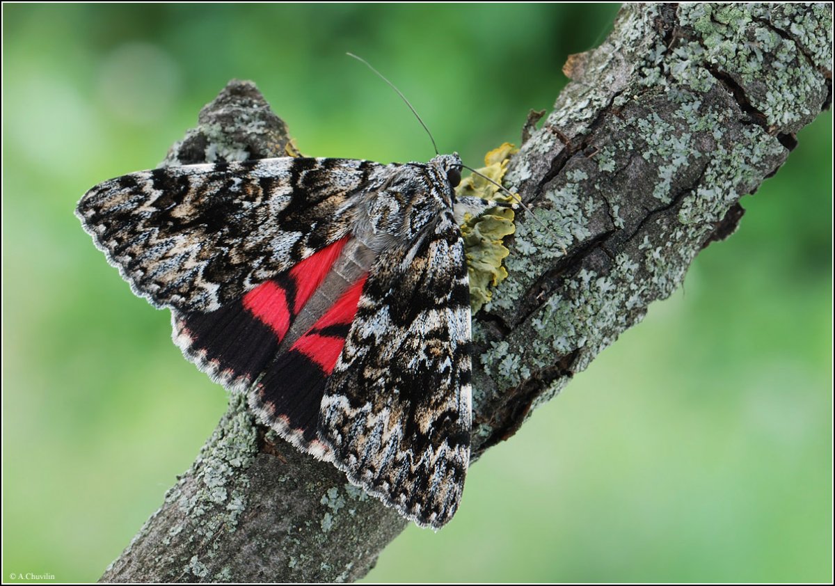 Бабочка Ленточница красная