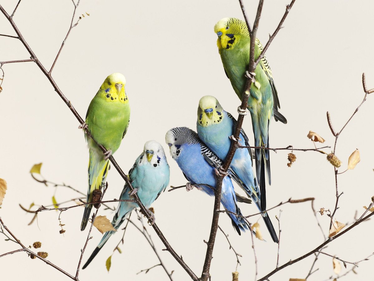 Волнистый попугай Эстетика