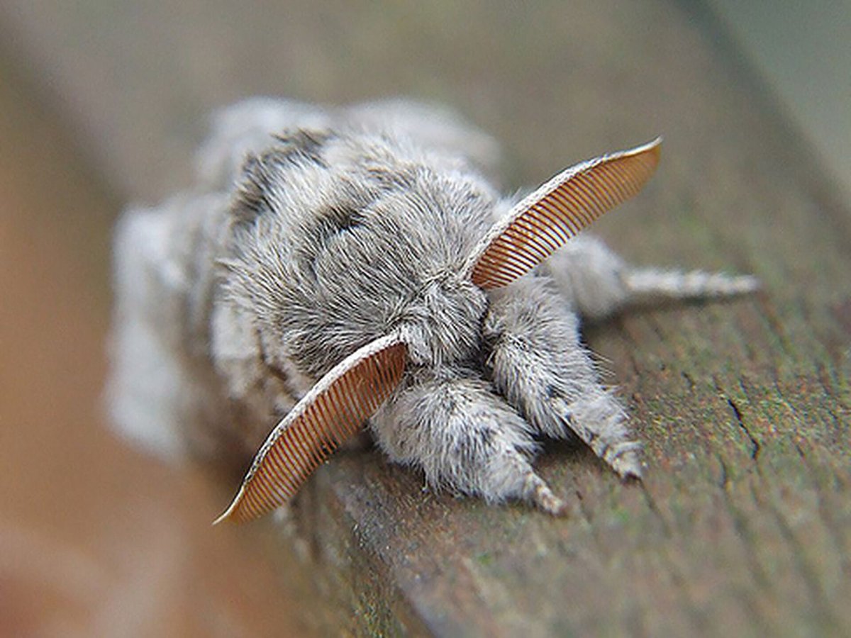 Гусеница Saturniidae Moth