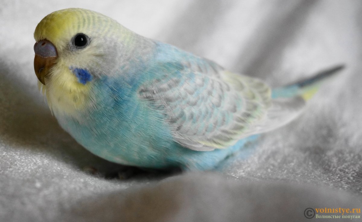 Радужный окрас волнистых попугаев