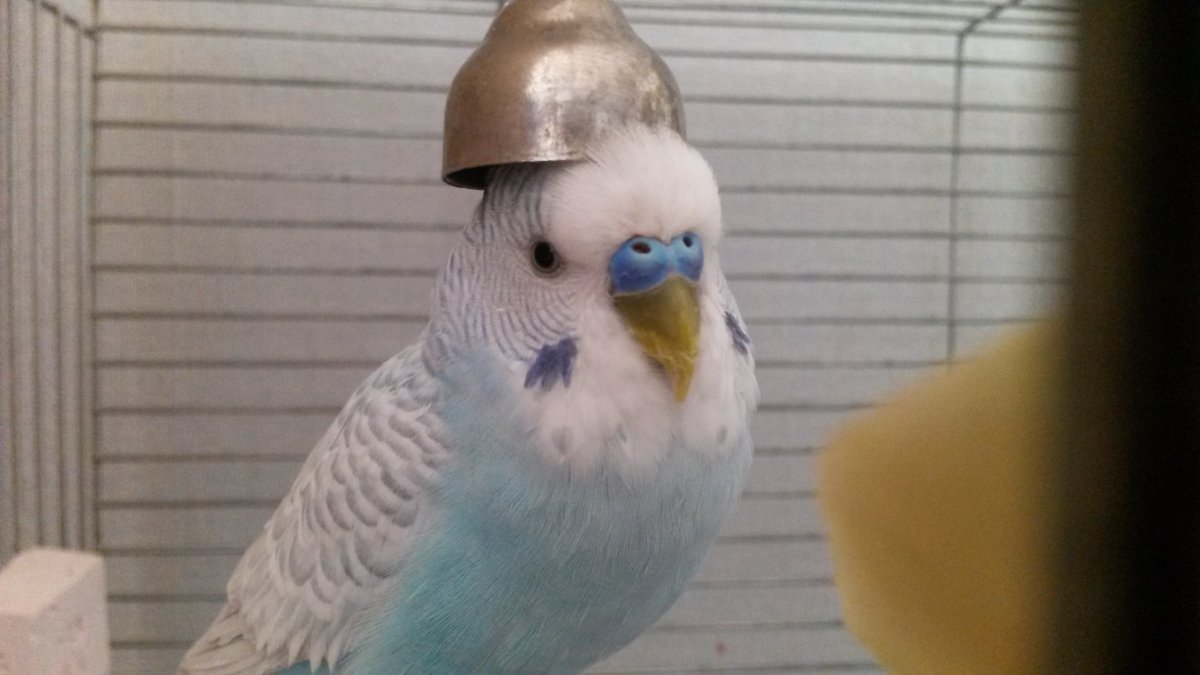 Волнистый попугай