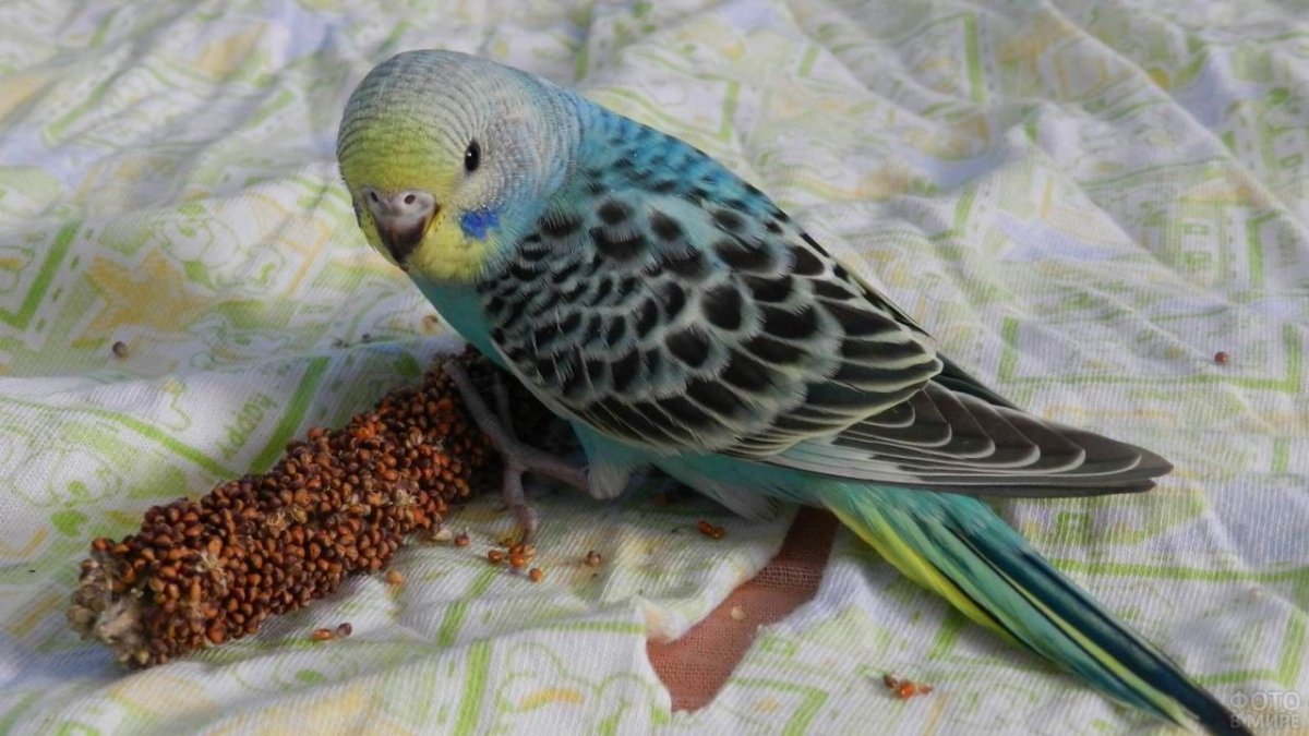 Волнистый попугай Арлекин