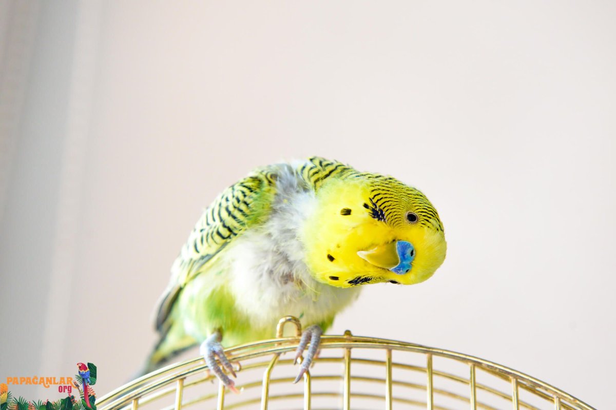 Попугай с градусником