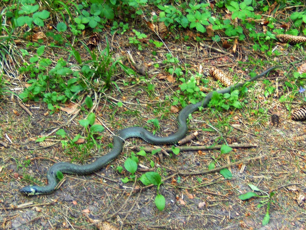 Линька ужа обыкновенного