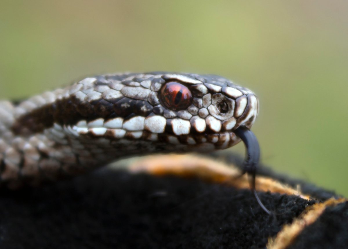 Гадюка обыкновенная голова