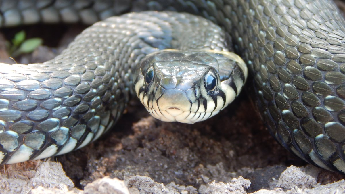 Колхидский уж