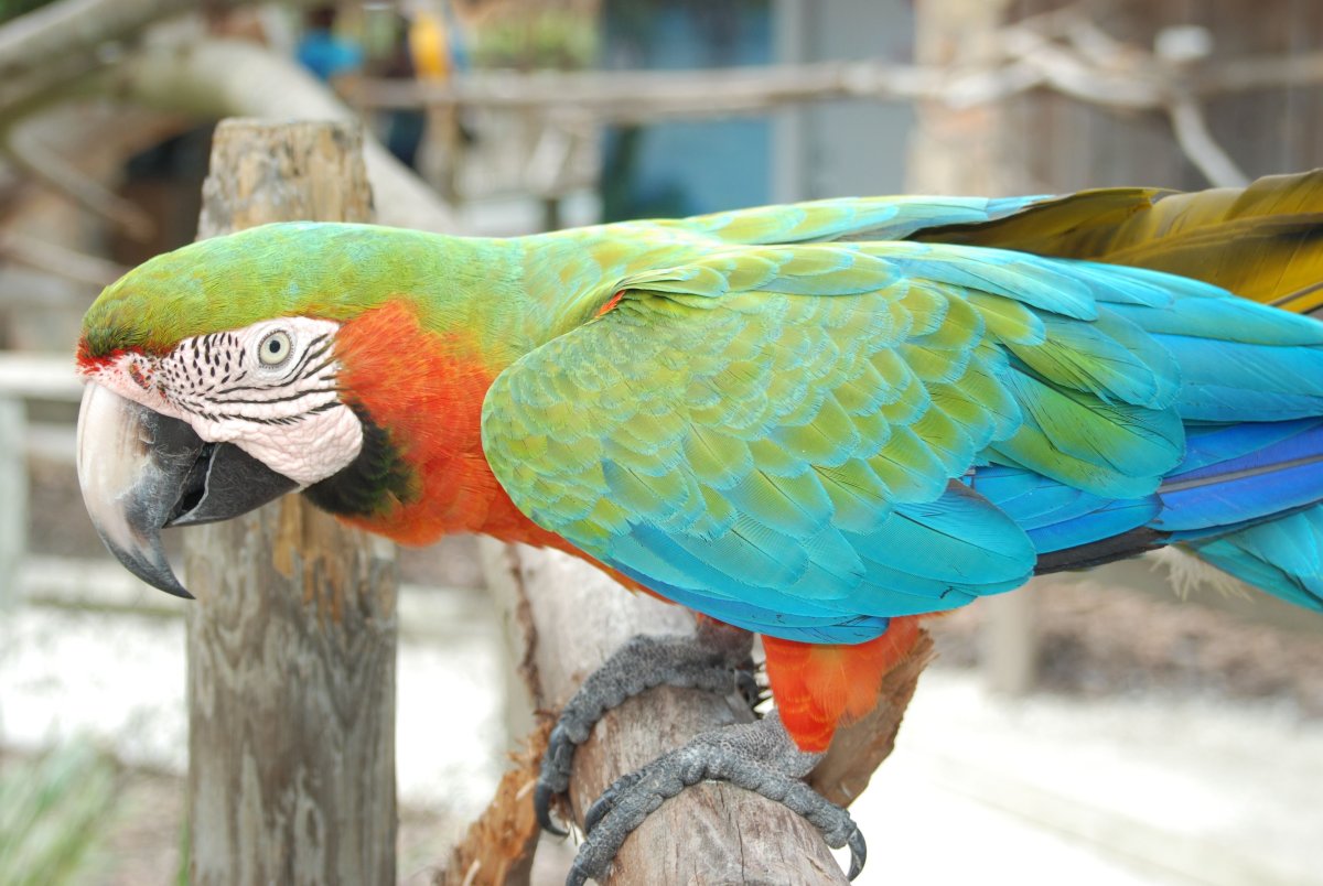 Волнистый попугай арлекин