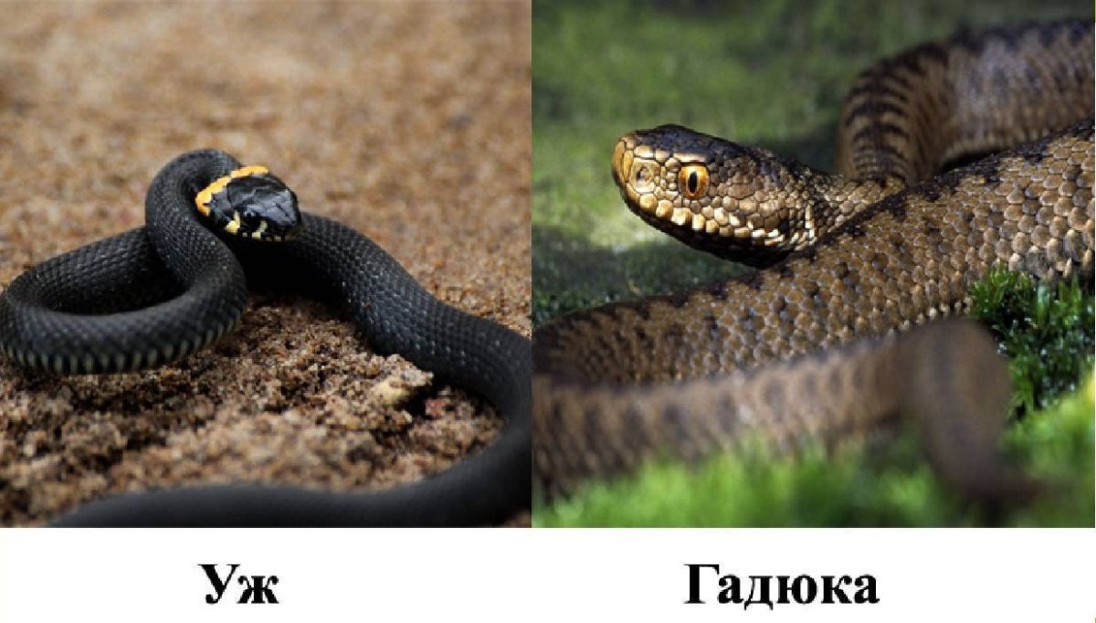 Уж и гадюка