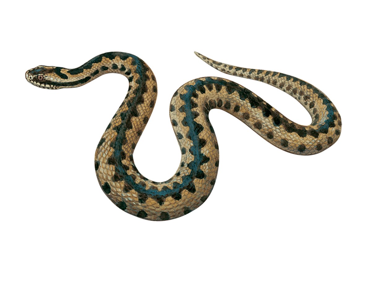 Змея Vipera berus рисунок