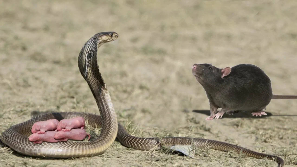 Мангуст и Кобра
