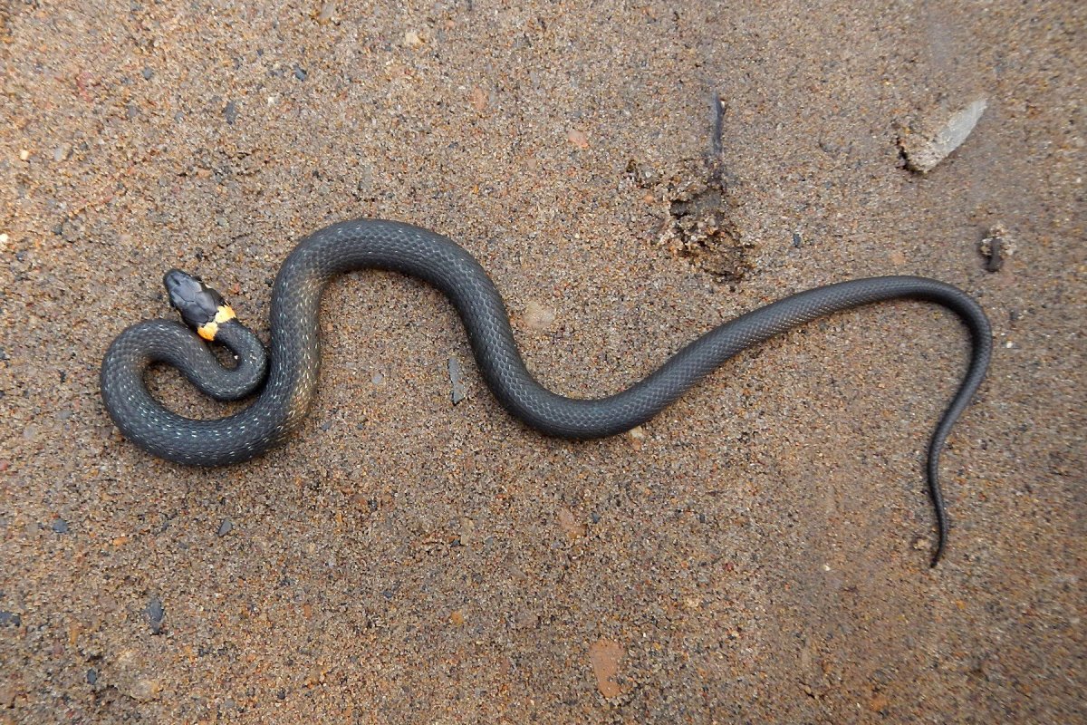 Обыкновенный уж меланист