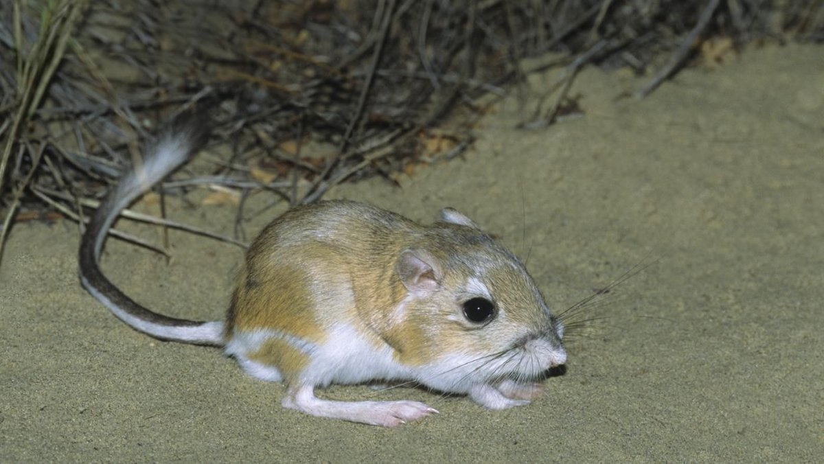 Кенгуровый прыгун Морро