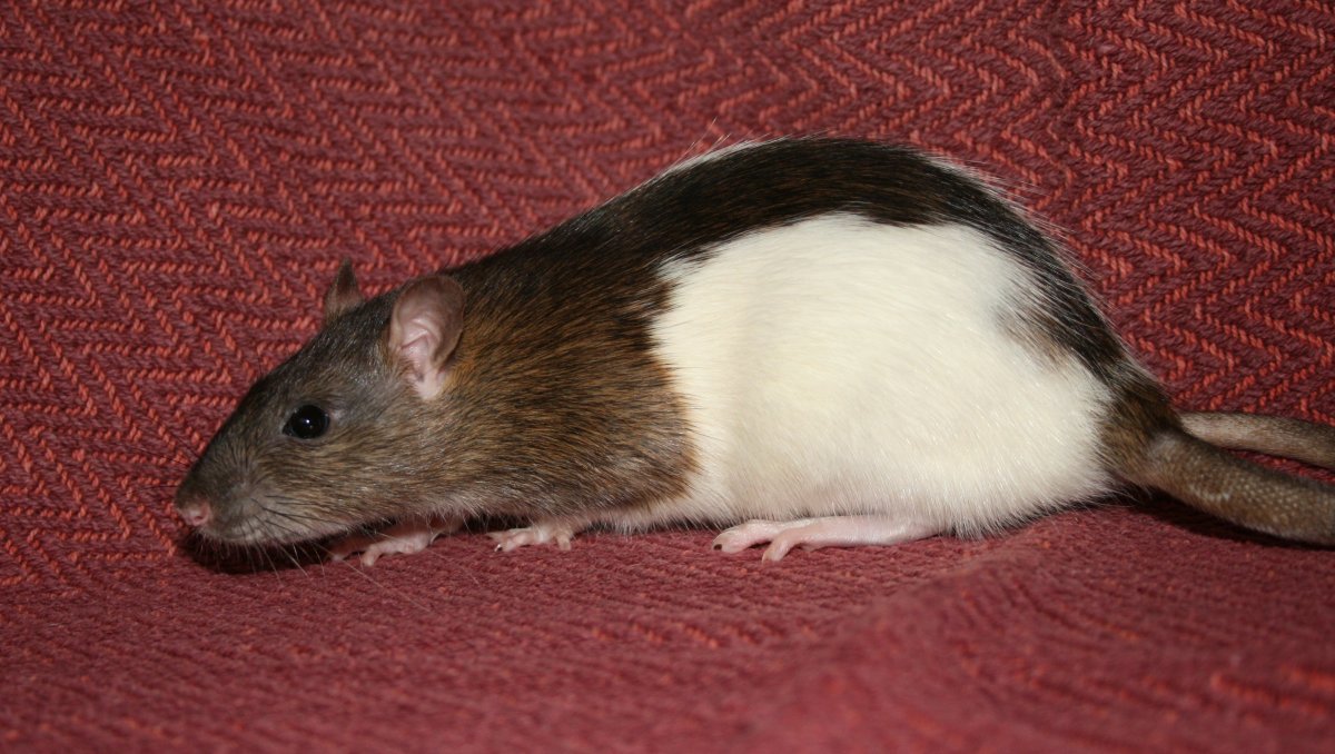 Пятнистая крыса