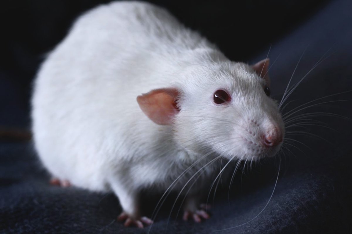 Крыса Дамбо альбинос