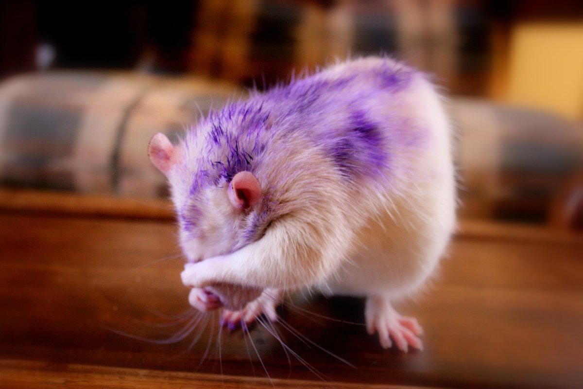 Лиловая крыса