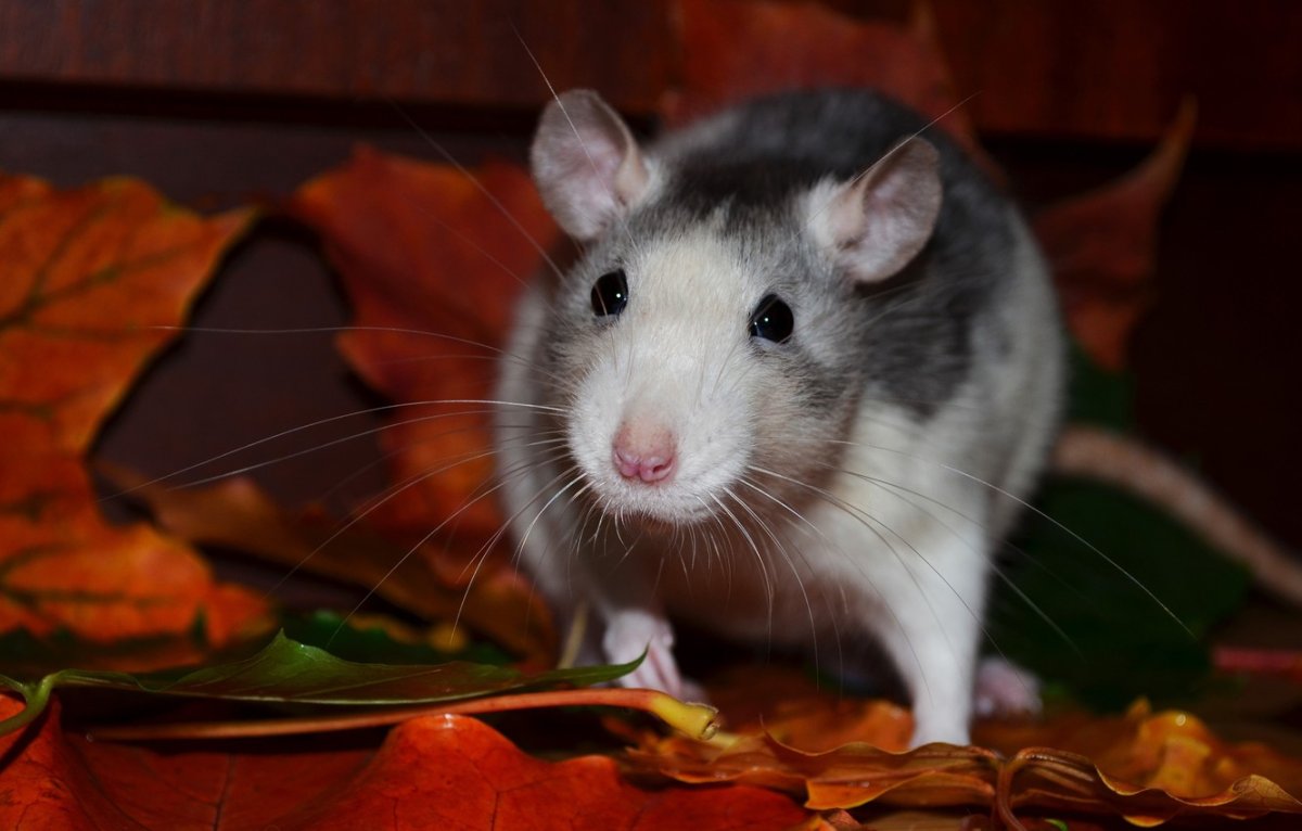 Крыса Песчанка