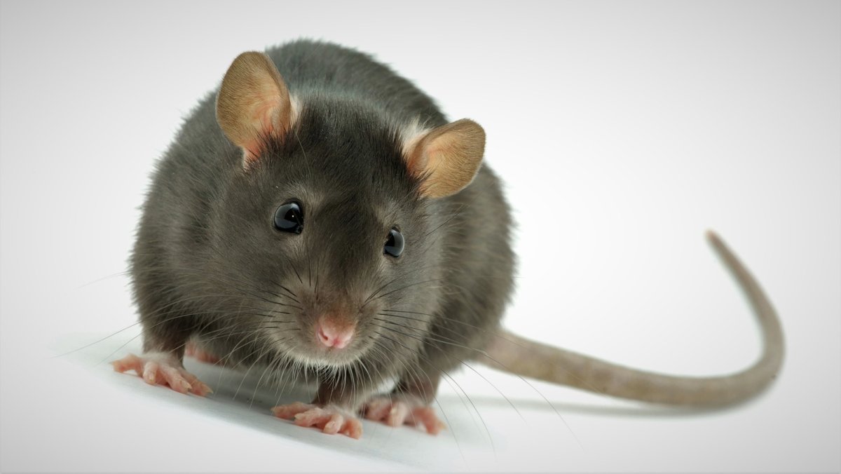 Декоративная крыса Пасюк