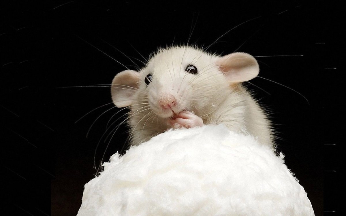 Белая мышь