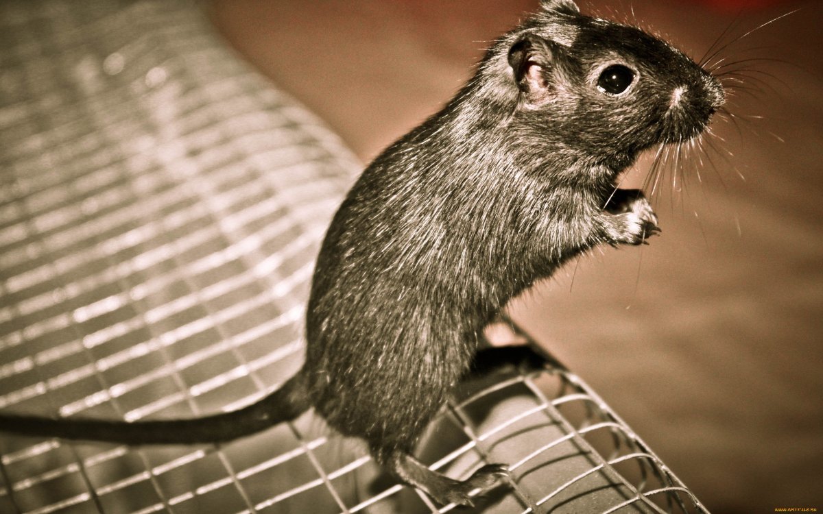 Когтистая Песчанка