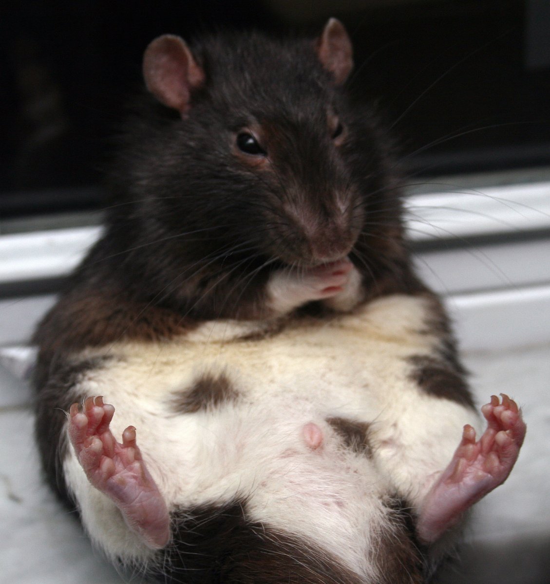 Блатные крысы