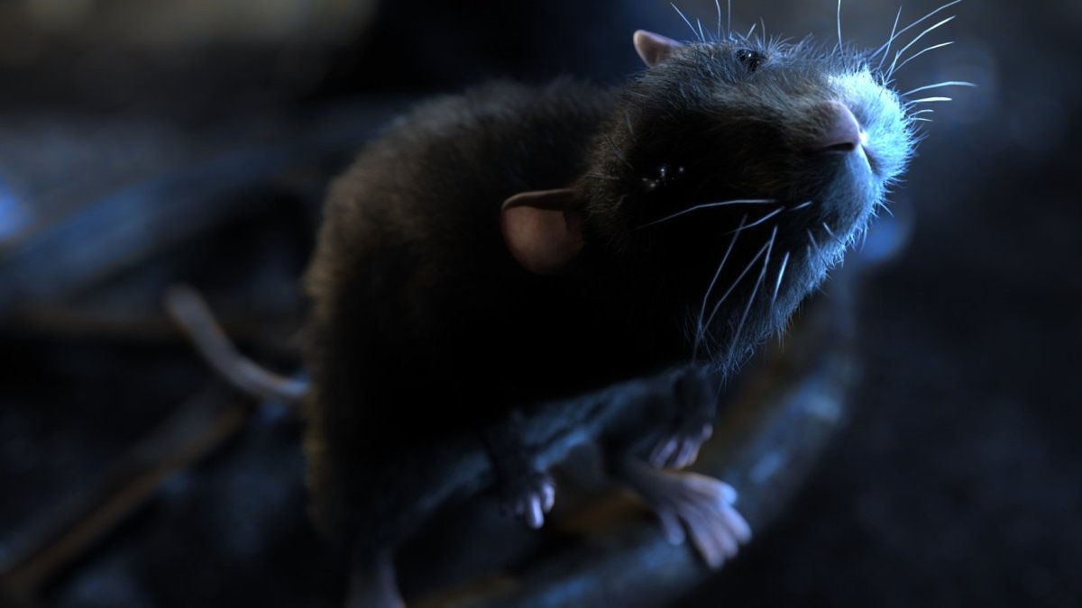 Обои на рабочий стол крысы