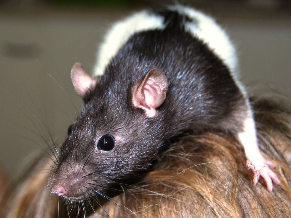 Крыса Лонг Эванс