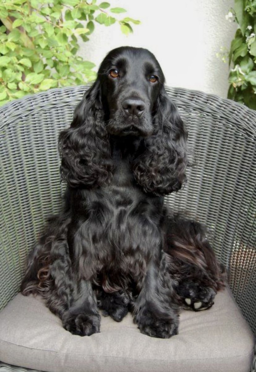 Черный спаниель на фоне человека