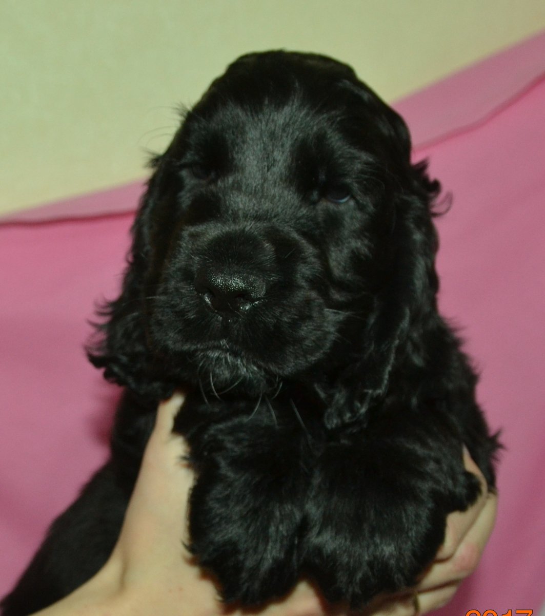 Кокер спаниель гладкошерстный