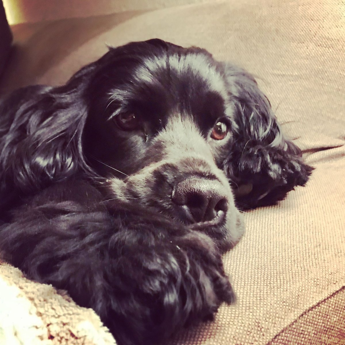 Спаниель русский черный злой