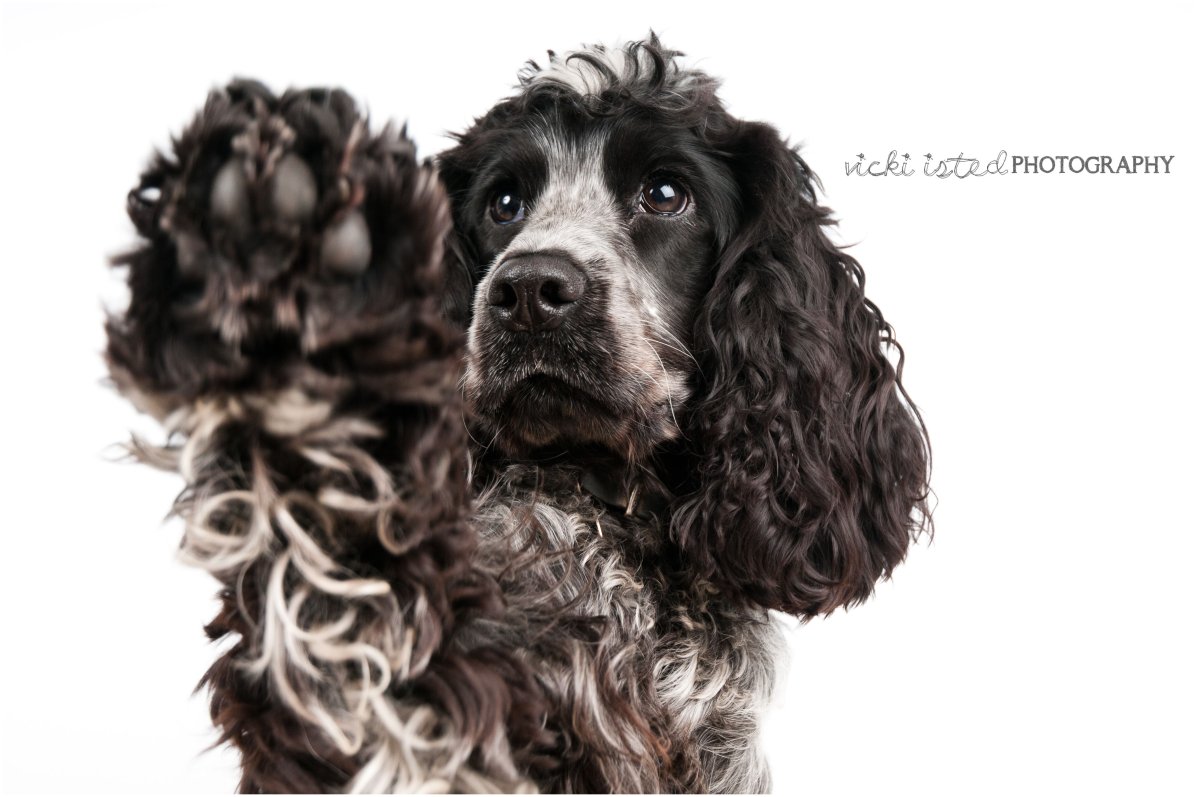 Кокер спаниель французский