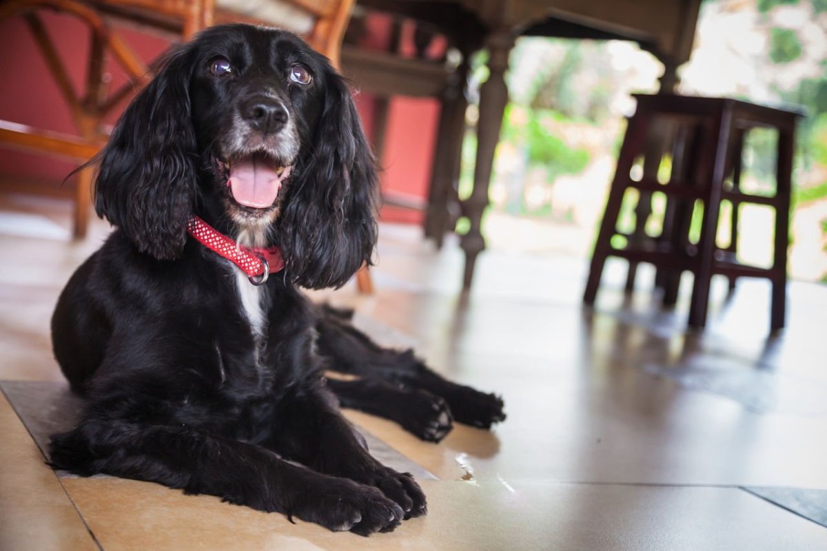 Английский кокер спаниель черного цвета