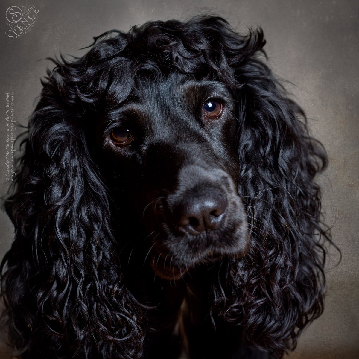 Английский кокер спаниель питомник